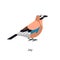 Jay with multicolored plumage, profile. Multi colored feathered wild forest bird, side view. Eurasian woods fauna. Garrulus