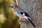 Jay in natural habitat (Garrulus Glandarius)