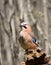 The jay sits on a snag in the sunny day