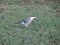 Jay is sitting on a grass, Garrulus glandarius, Israel