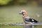 Jay taking a bath in the water pool