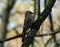 Jay in upright pose on tree trunk