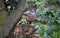 Jay in the woods foraging for food