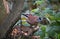 Jay in the woods foraging for food