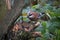 Jay in the woods foraging for food