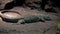 Jayakar`s Lizard close up Omanosaura jayakari, or Jayakar`s Oman lizard a green middle eastern lizard sitting in the rocks at ni