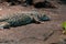 Jayakar`s Lizard close up Omanosaura jayakaria green middle eastern lizard sitting in the rocks at night