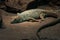 Jayakar`s Lizard Omanosaura jayakaria green middle eastern lizard sitting in the rocks at night