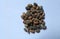 Jayapala- Croton tiglio seed is mentioned in Ayurveda, medicinal seeds.