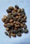 Jayapala- Croton tiglio seed is mentioned in Ayurveda, medicinal seeds.