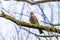 Jaybird Garrulus glandarius on a tree branch in winter time