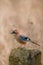 Jaybird perched on an ancient stone monument with a brown background