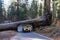 Jeep going thru a Sequoia tunnel