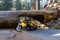 Jeep going thru a Sequoia tunnel