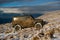 Jeep outdoors adventures. Offroad in wild mountains. Off road car. Adventure travel. Offroad car in action. 4x4 travel
