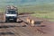 Jeep safari, tourists accompany family of lions.