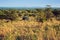 Jeep with tourists on safari in Serengeti