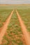 Jeep tracks disappearing into a green Namib desert