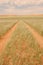 Jeep tracks disappearing into the green Namib desert