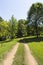 Jeep tracks between green trees