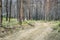 Jeep trail and forest after wildfire