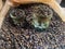 jeera cumin seeds   Indian spice top angle shot close up masala Indian fo black pepper seeds Kali Mirch seeds