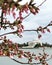 Jefferson memorial