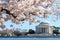 the Jefferson Memorial and the Cherry Blossom Festival. Washington, DC