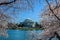 Jefferson Memorial Framed by Cherry Tree Blossoms