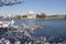 Jefferson Monument and Cherry Blossoms