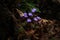 Jeffersonia flowers in the dark forest