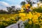 Jeju Island, South Korea, Flower, Oilseed Rape, Yellow