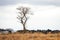 Jeju stone park lone tree grassland