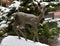 Jelenia Gora, Poland, December 15, 2018: Deer sculpture at intersection of streets Pilsudskiego and 1 Maja in winter