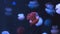 Jelly blubber catostylus mosaicus or blue blubber jellyfish in dark blue ocean with illuminated light at aquarium.