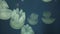 Jelly blubber Catostylus mosaicus in marine aquarium stock footage video
