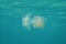 Jelly Blubber jellyfish Catostylus mosaicus