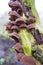 Jelly Ear Fungus on an Algae Covered Tree Branch