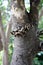 Jelly ear or Judas\\\'s ear fungus (Auricularia auricula-judae) on a tree trunk : (pix Sanjiv Shukla)