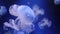 Jelly fish in a marine aquarium captive breeding subphylum medusozoa video footage