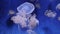 Jelly fish in a marine aquarium captive breeding subphylum medusozoa video footage