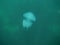 Jelly fish in the sea black sea in Bulgaria