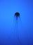 Jelly Fish SIlhouette