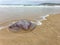 A jelly fish stranded on a golden beach.