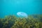 Jellyfish above brown kelp