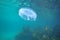 Jellyfish above kelp