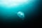 Jellyfish (aequorea victoria) in deep sea.