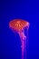 A Jellyfish against a bold blue background