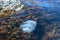 Jellyfish among algae in sea waters