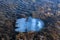 Jellyfish among algae in sea waters